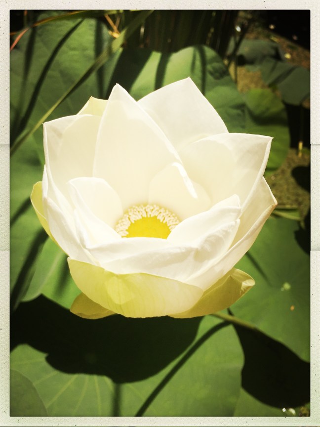 hipstamaticphoto-523475293.516271-2