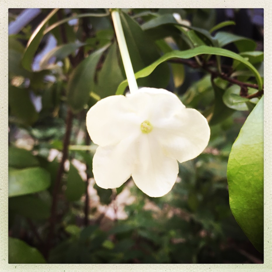 hipstamaticphoto-524847150.238757