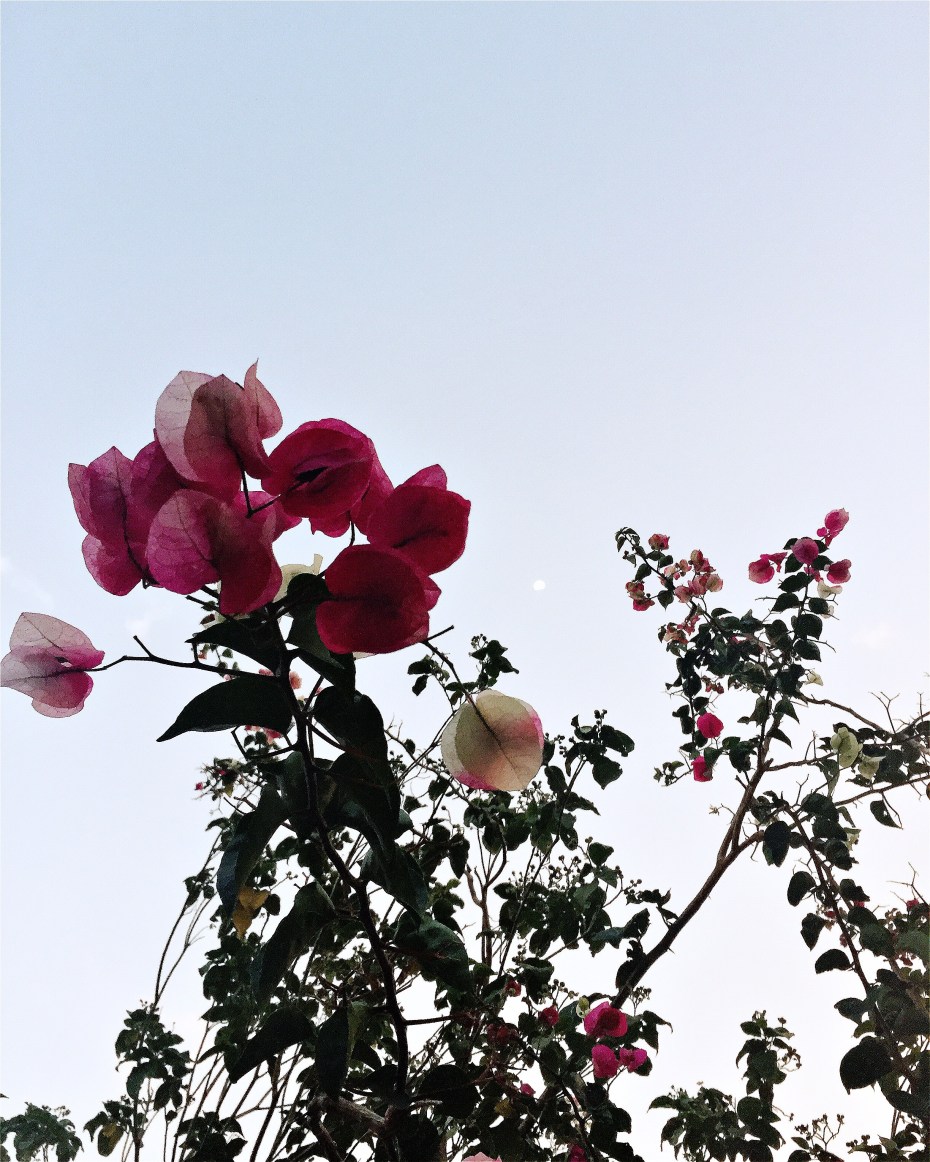 originalphoto-513130693.600802